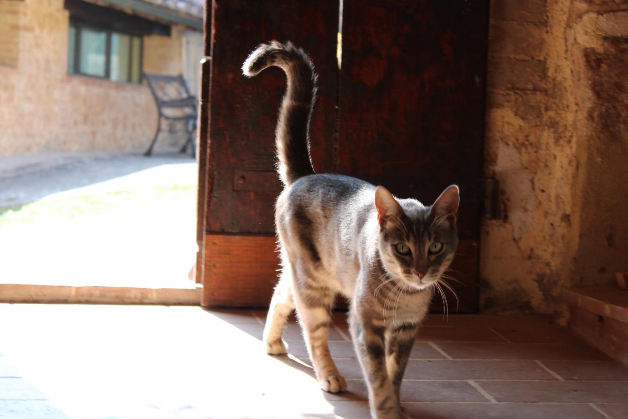 Agriturismo Il Caggio โซวิชิลเล ภายนอก รูปภาพ