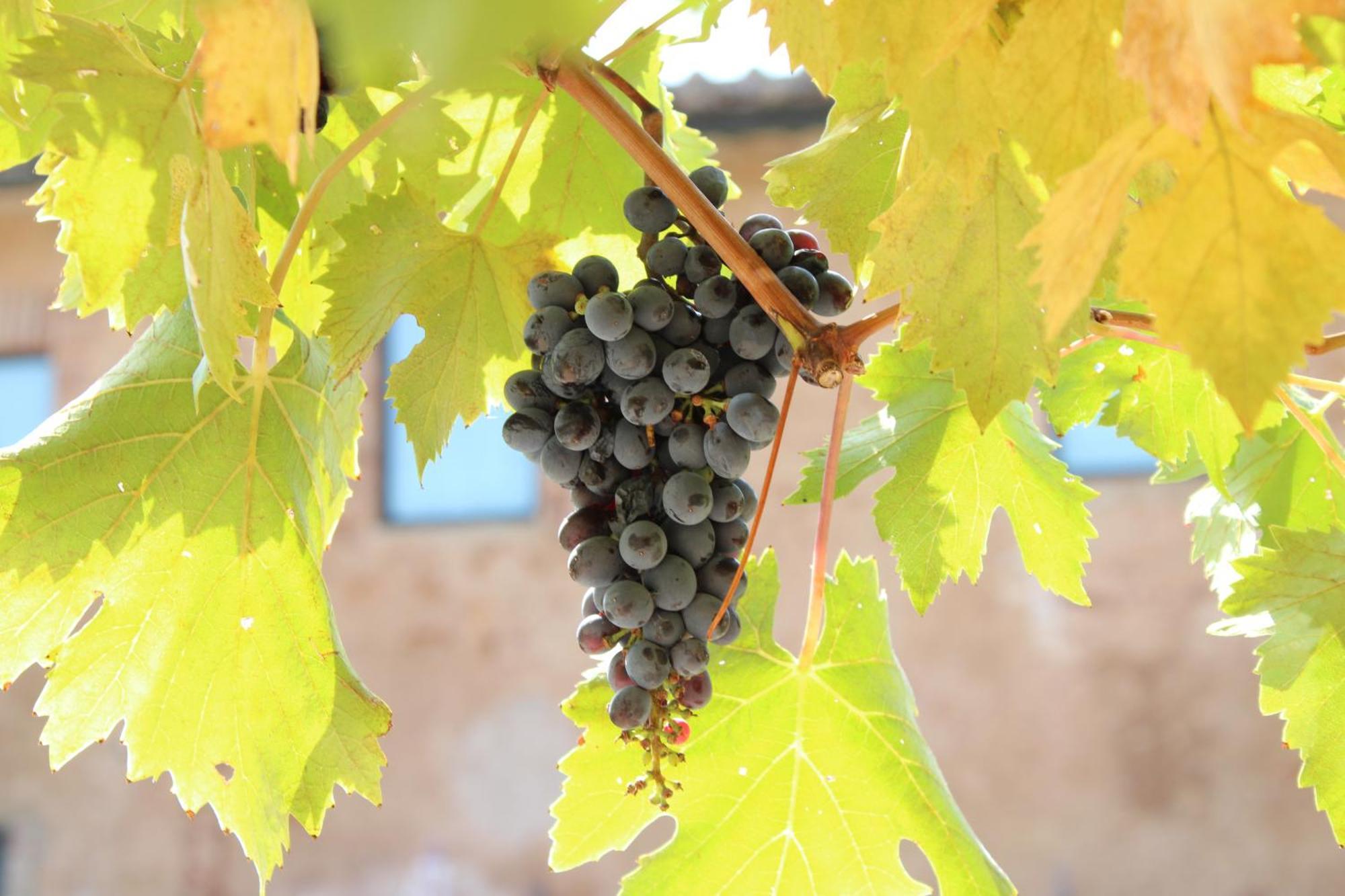 Agriturismo Il Caggio โซวิชิลเล ภายนอก รูปภาพ