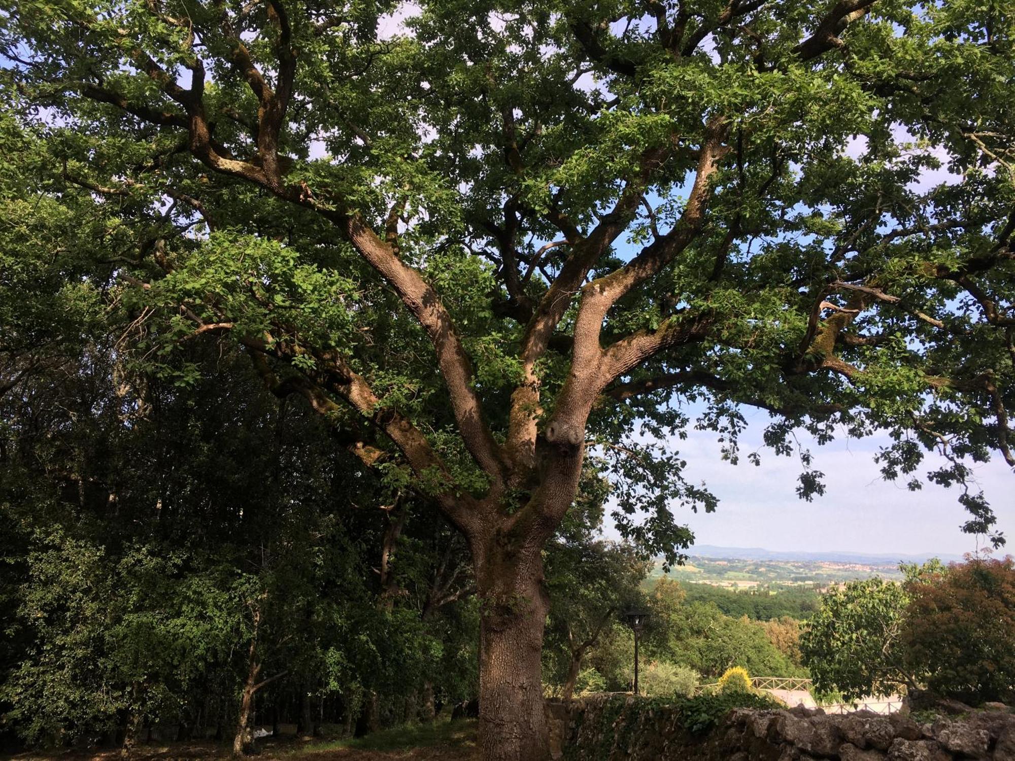 Agriturismo Il Caggio โซวิชิลเล ภายนอก รูปภาพ