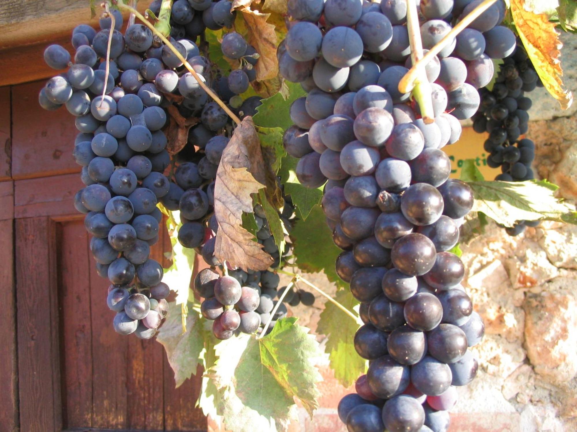 Agriturismo Il Caggio โซวิชิลเล ภายนอก รูปภาพ