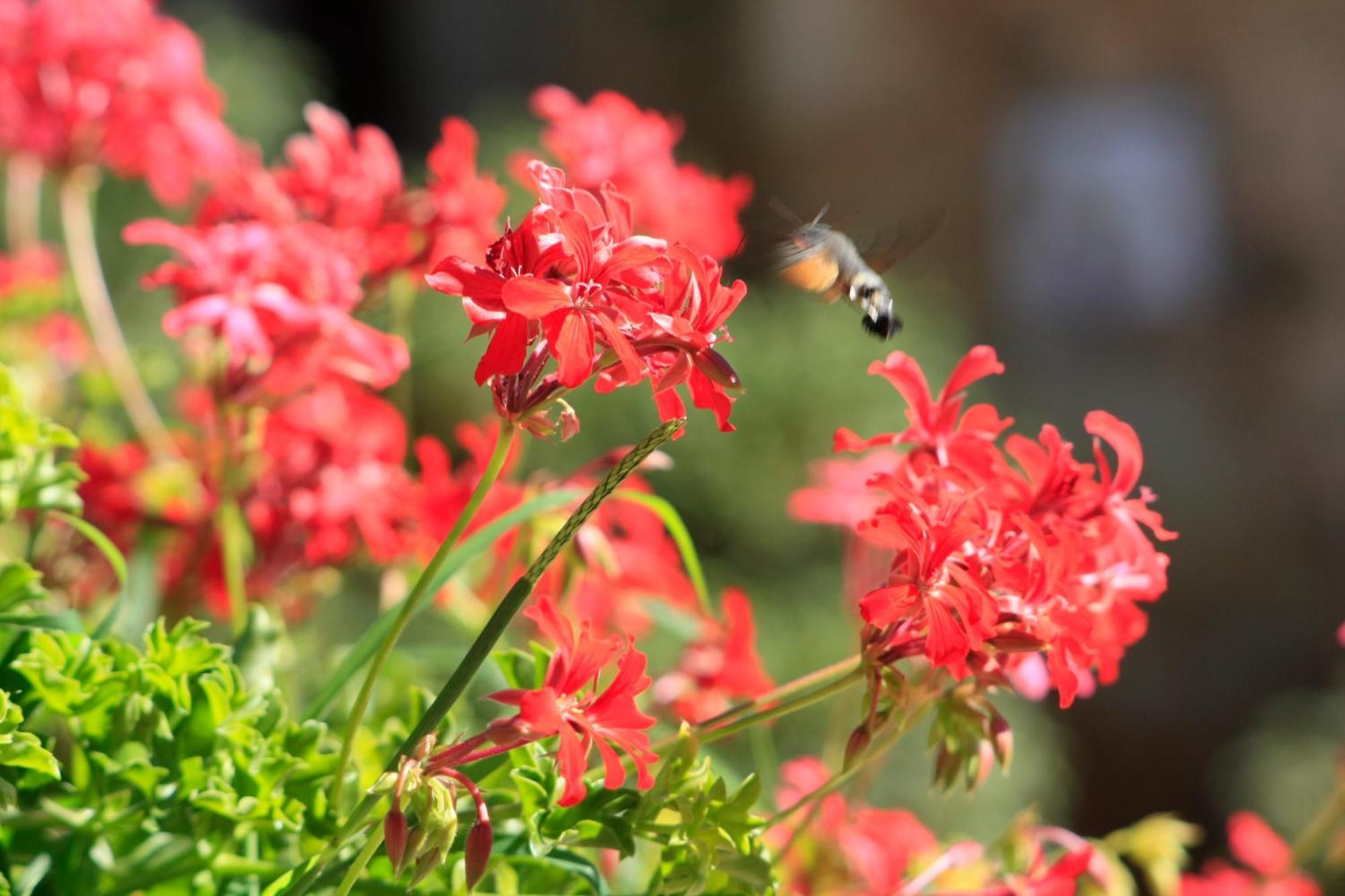 Agriturismo Il Caggio โซวิชิลเล ภายนอก รูปภาพ